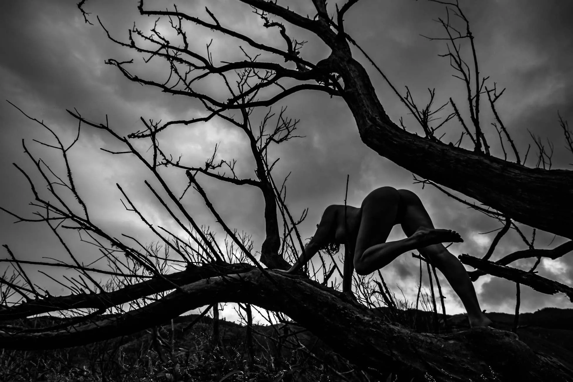 Koromiko Silhouette posted by Poseurs