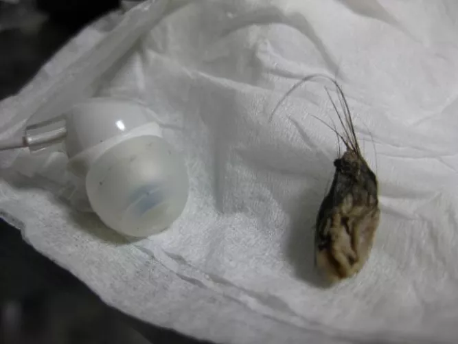 Large Umbolith - Earphone for Scale! by hizzy2000