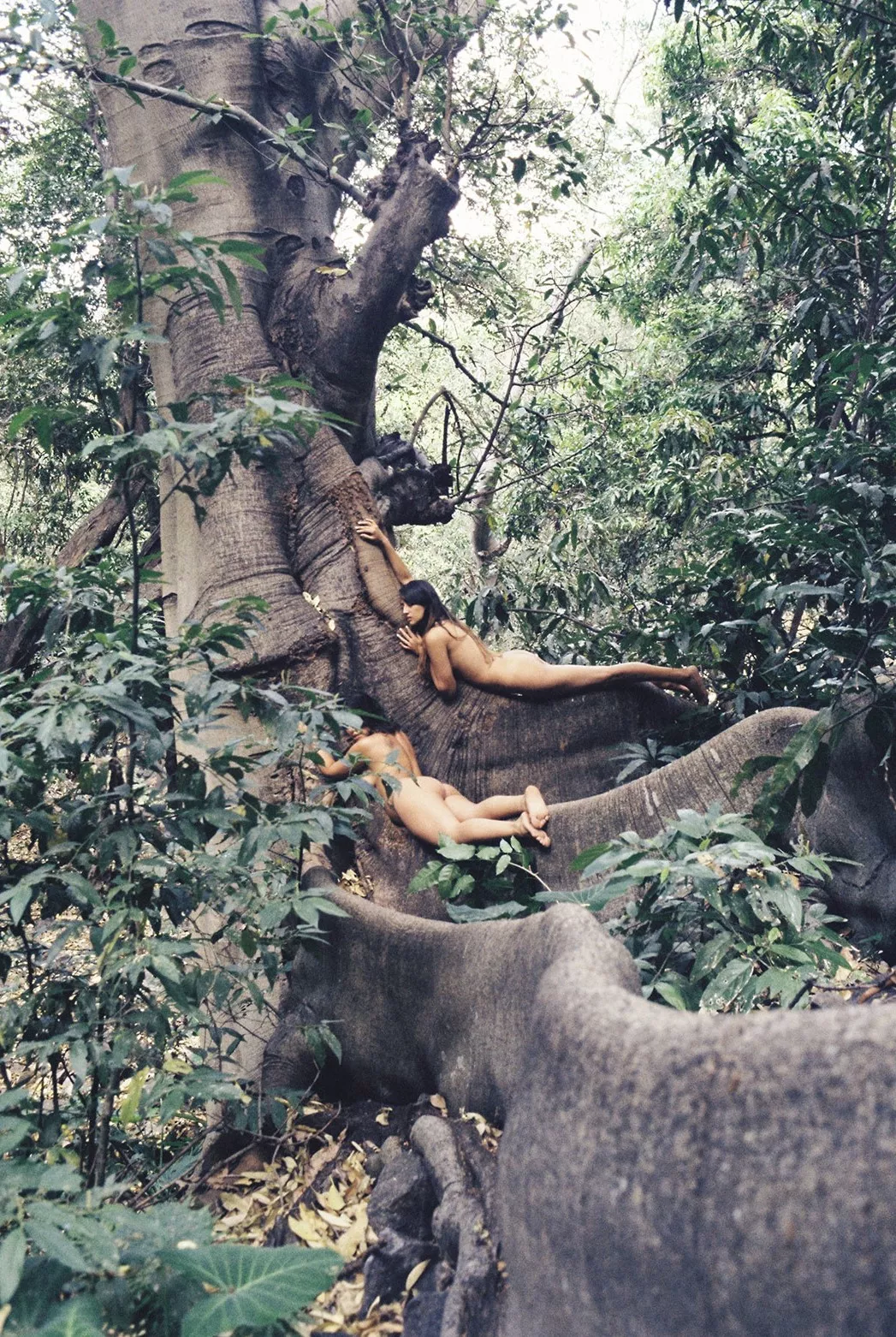 Living Trees posted by paredocks