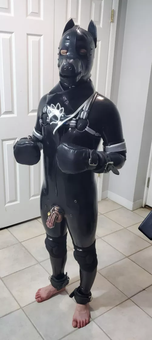 Locked,rubber pup by Actuary-Slight