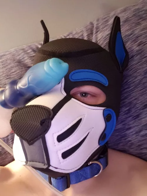 Look at my good boy. Just got his first hood. by chefandymoto