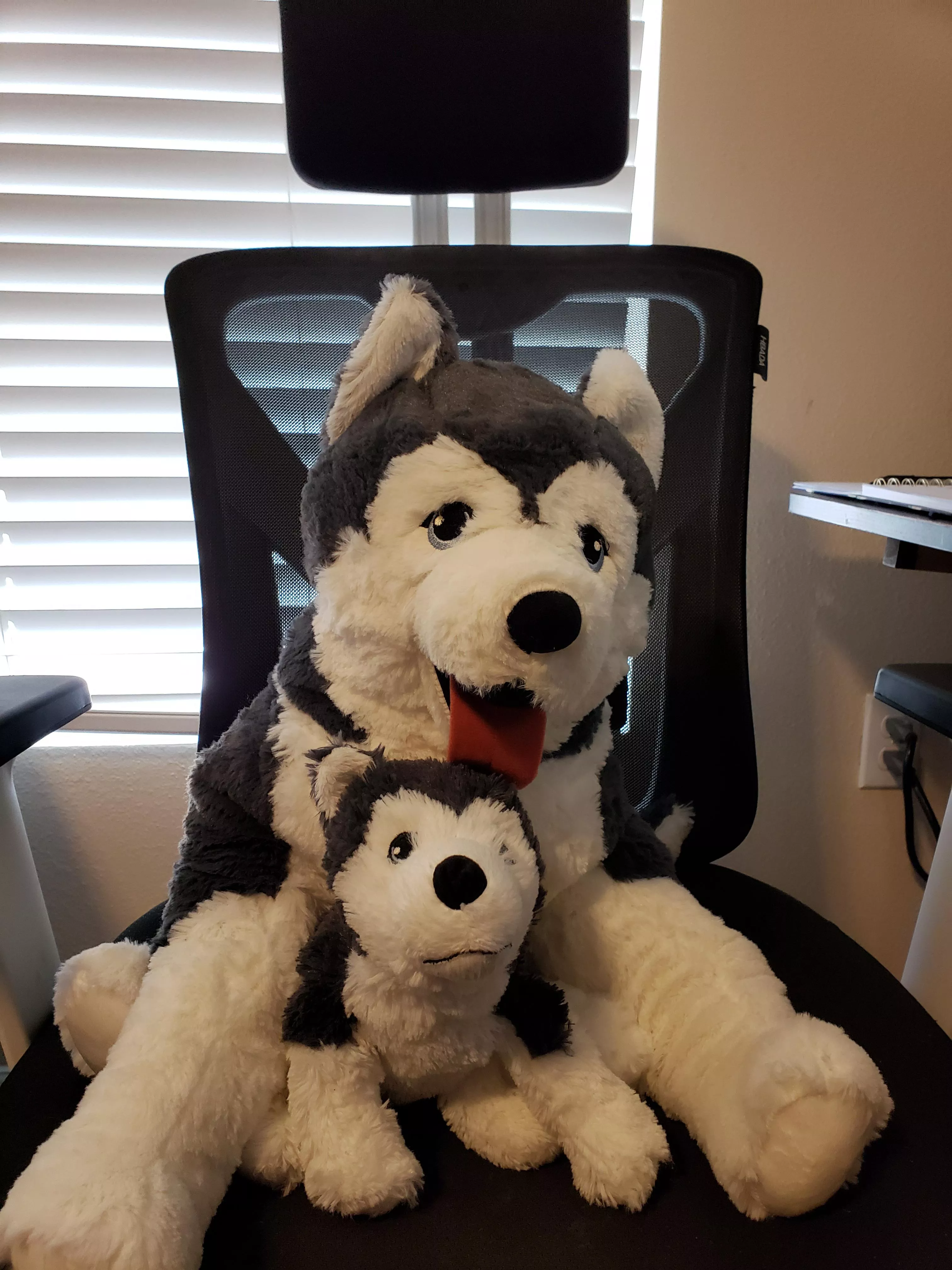 Luna and Milo! posted by bradsters55