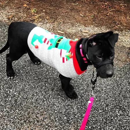 Ma, is it Christmas yet and does this sweater make me look fat? by Say_hi_to_ur_dog_4me