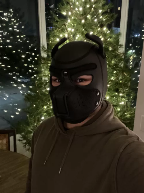 Merry Christmas pups!!!! 🎄🐶🎁 by PupRyanInSD