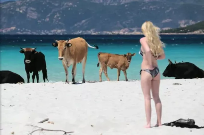 Milk and Cake !French island of Corsica, wild cows took the beach during lockdown and won't give it back by taptriv