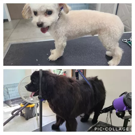 Mods are asleep, post other same species. Cookie 5 pounds and Bear 250 pounds by chaoticgiggles