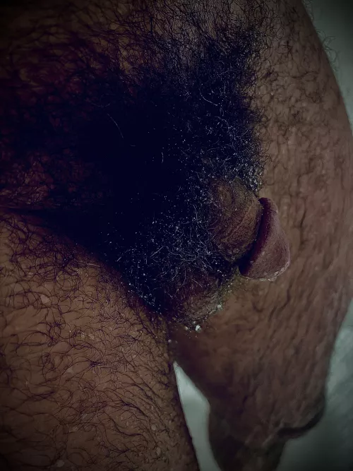 Morning dew on the bushes by tatted_iceman