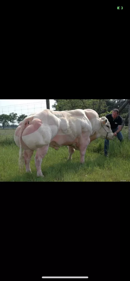 Muscle Milk by jitney76