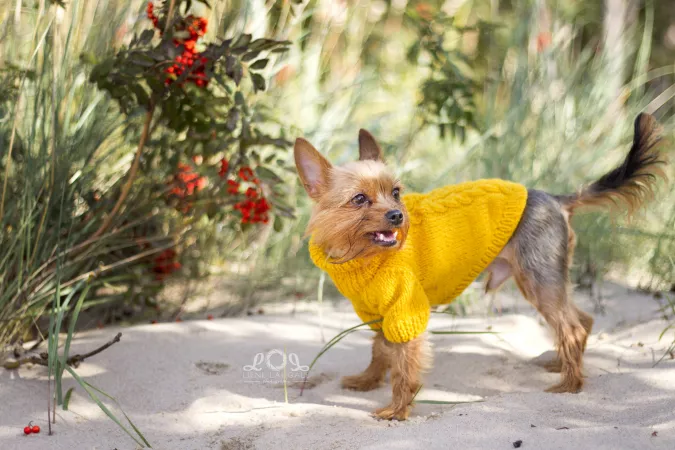 Mustard yellow knitted sweater by groupmebaby