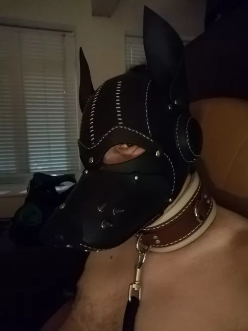 My all-leather hood, collar and leash. Mmmh smells so good. Woof! by lamolo