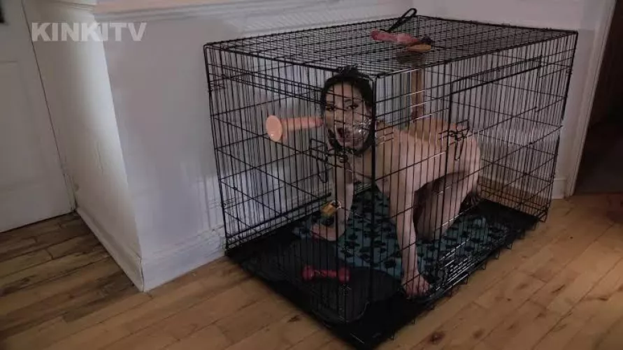 My apartment feels empty, maybe having a dumb pet slut like this in the corner would make it feel cozier by Slave_Trainer2