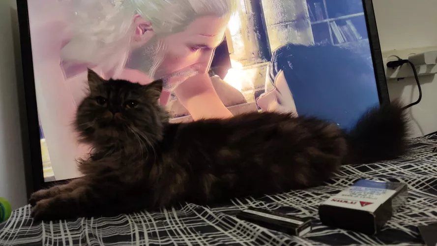 My cat decided to jump in front of screen exactly at the start of the scene. You are not my mother cat! by KittensLeftLeg