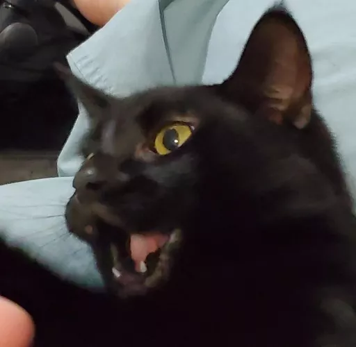 My Cat Pogged :) by ScribbleDiggs