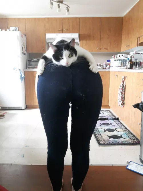 My cats name is Thanos ... so basically top level security lol.. by Misted_Moon