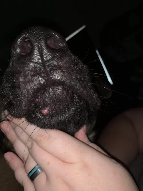 My dog has a pimple? I’m a first time dog mom, should I be worried? by loveylevi17