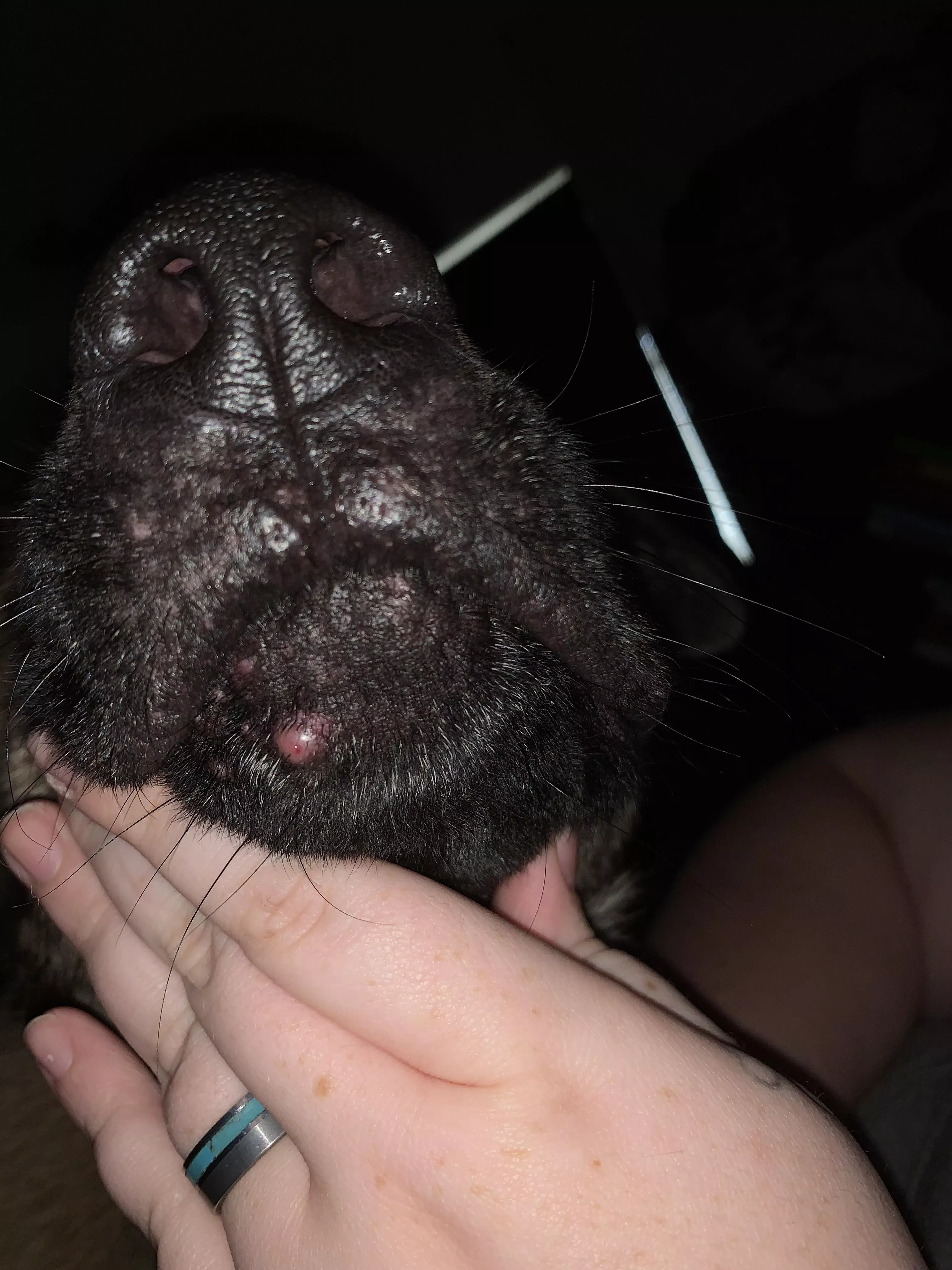 My dog has a pimple? I’m a first time dog mom, should I be worried? posted by loveylevi17