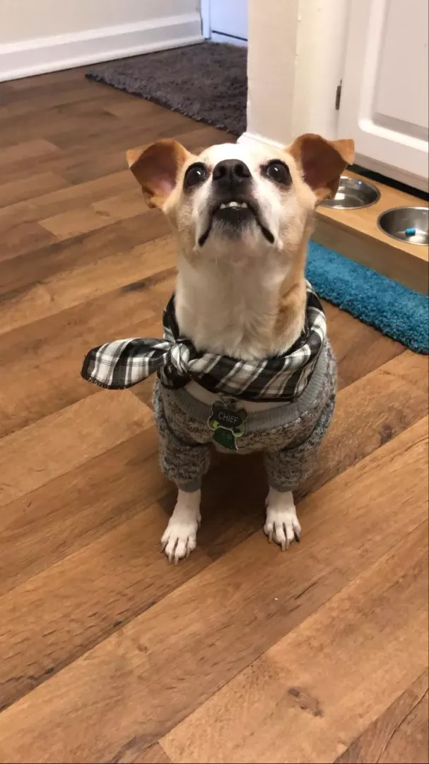 My dog started wearing scoop neck sweaters and bandanas. Now he only drinks local IPAs on tap. posted by sharkweeek