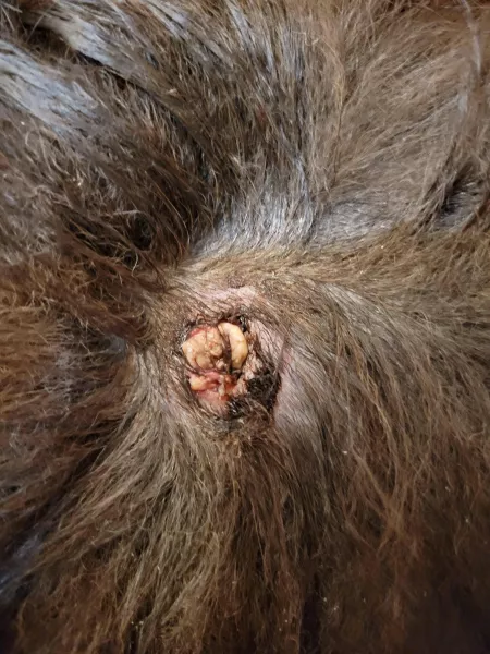 My dog's cyst burst and I had to cut away his fur. This is what I found underneath. Vet isn't calling me back about this yet. by im_the_momma