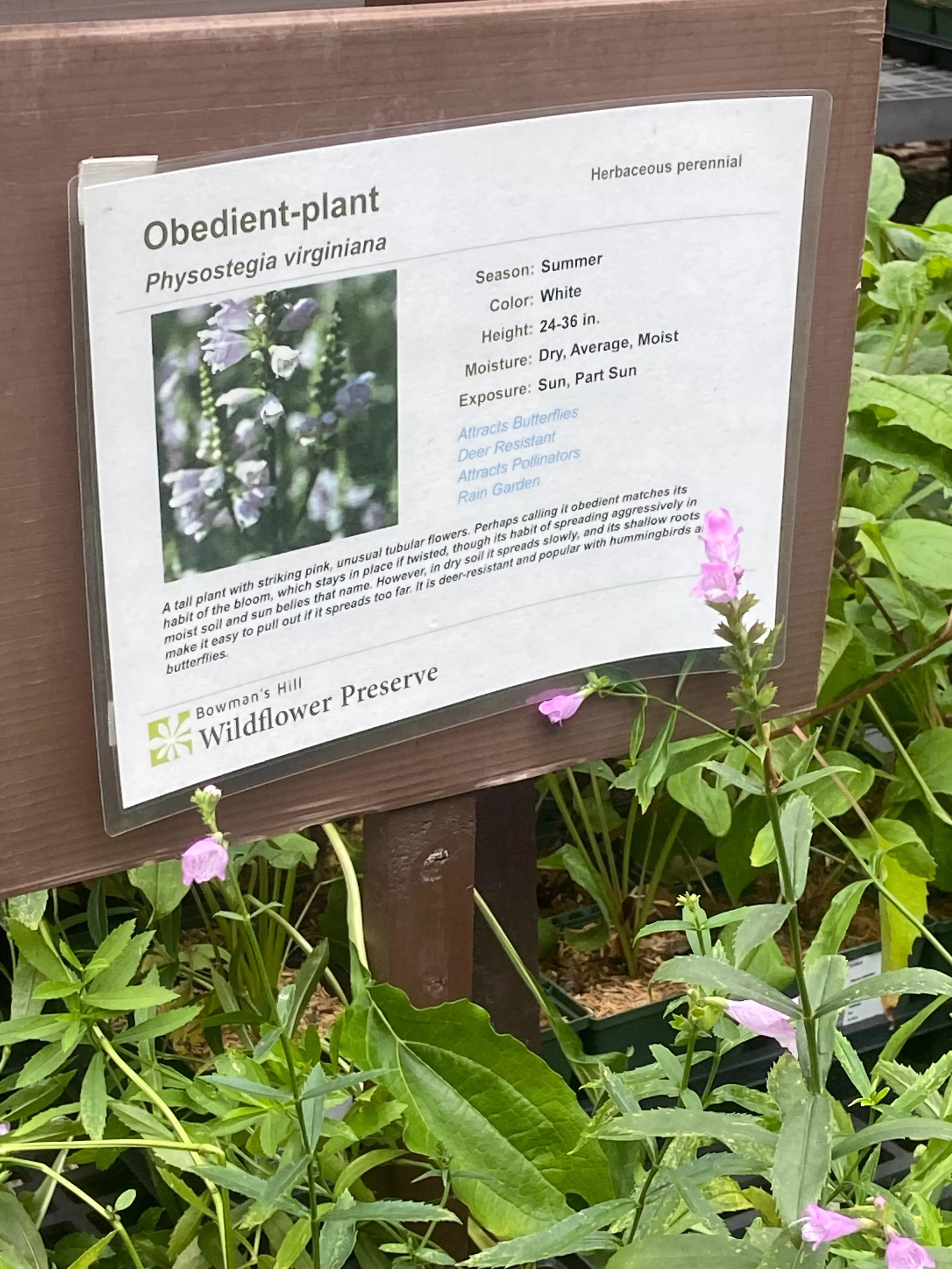 @my fellow dommes who are also gardeners, I found the perfect plant posted by saint-somnia