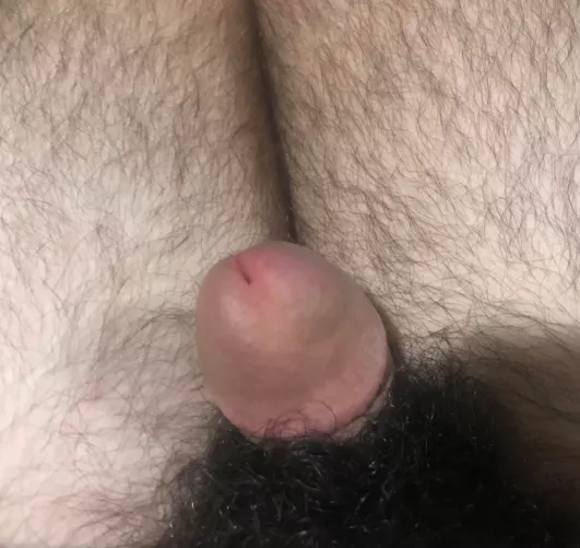 My friend hates having a bush cause it makes his doodle look tiny.. but maybe people don't mind? I think it's funny haha by exhibgirl2003