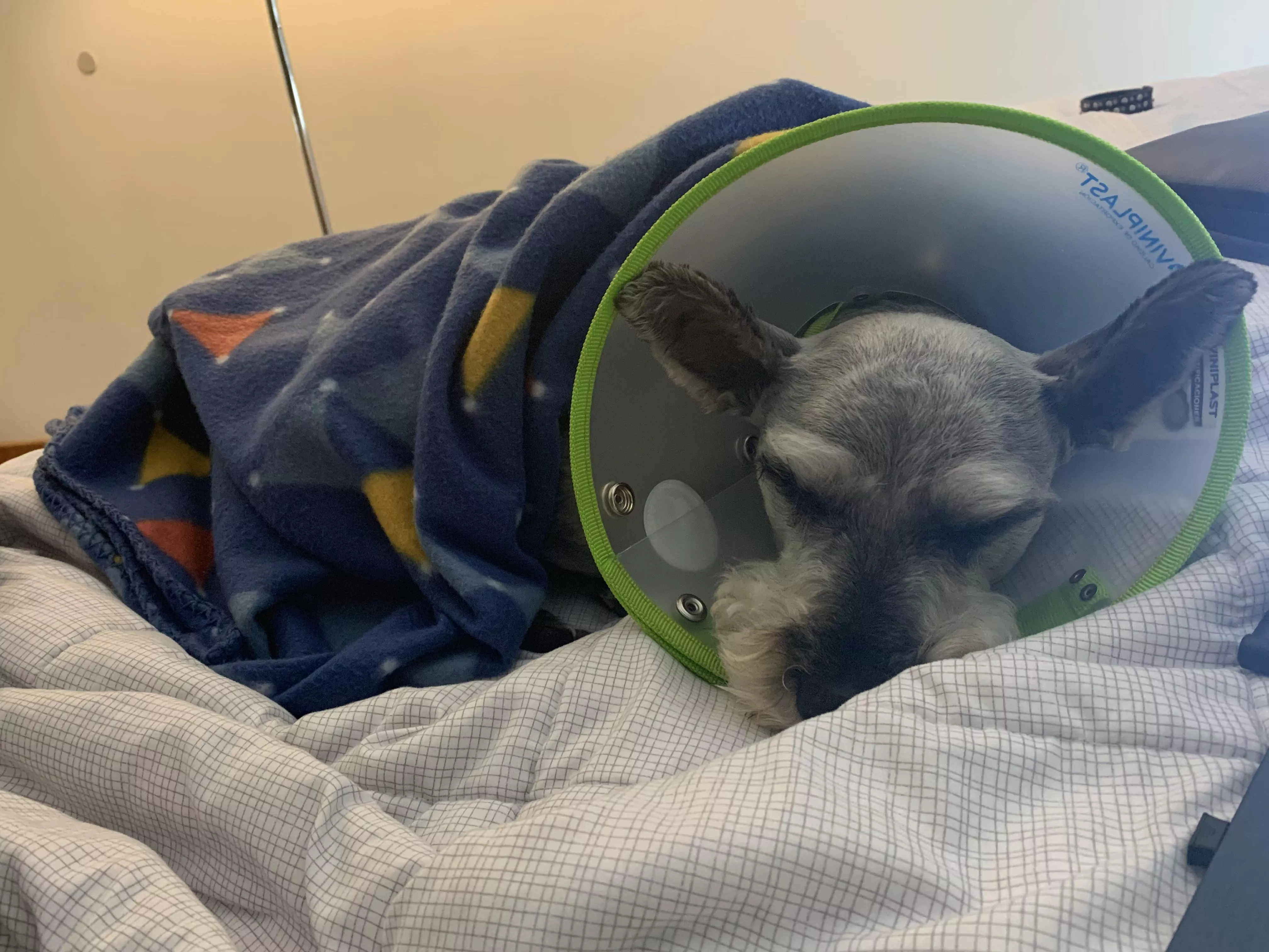 My little partner post op mood 🥺 posted by dominaibae_