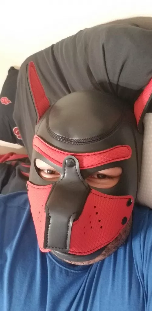 My mask and collar arrived by kingheartguy