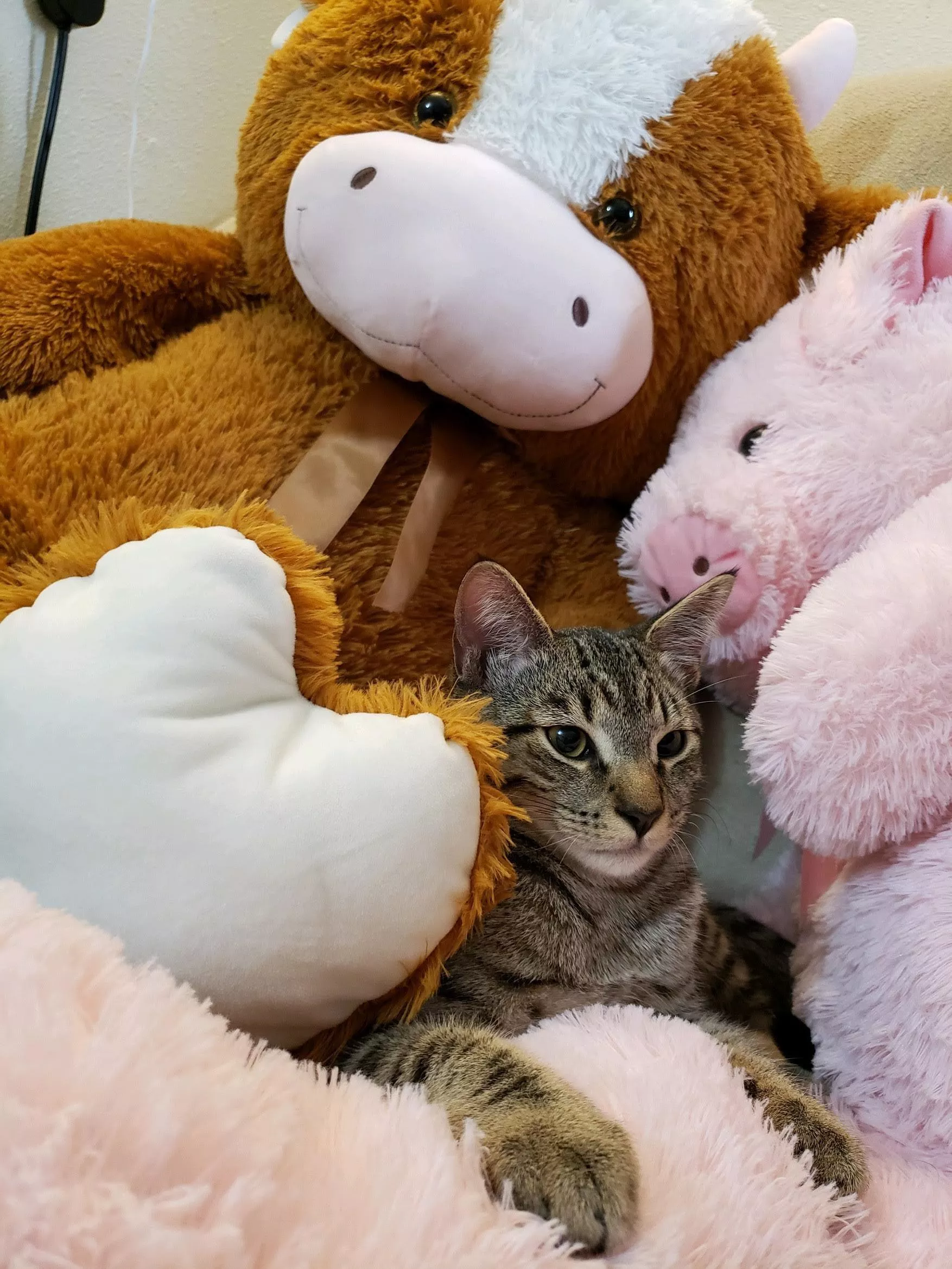 My nsfw profile won't let me post this to r/aww so imma bless yall posted by Specialist_Load4292