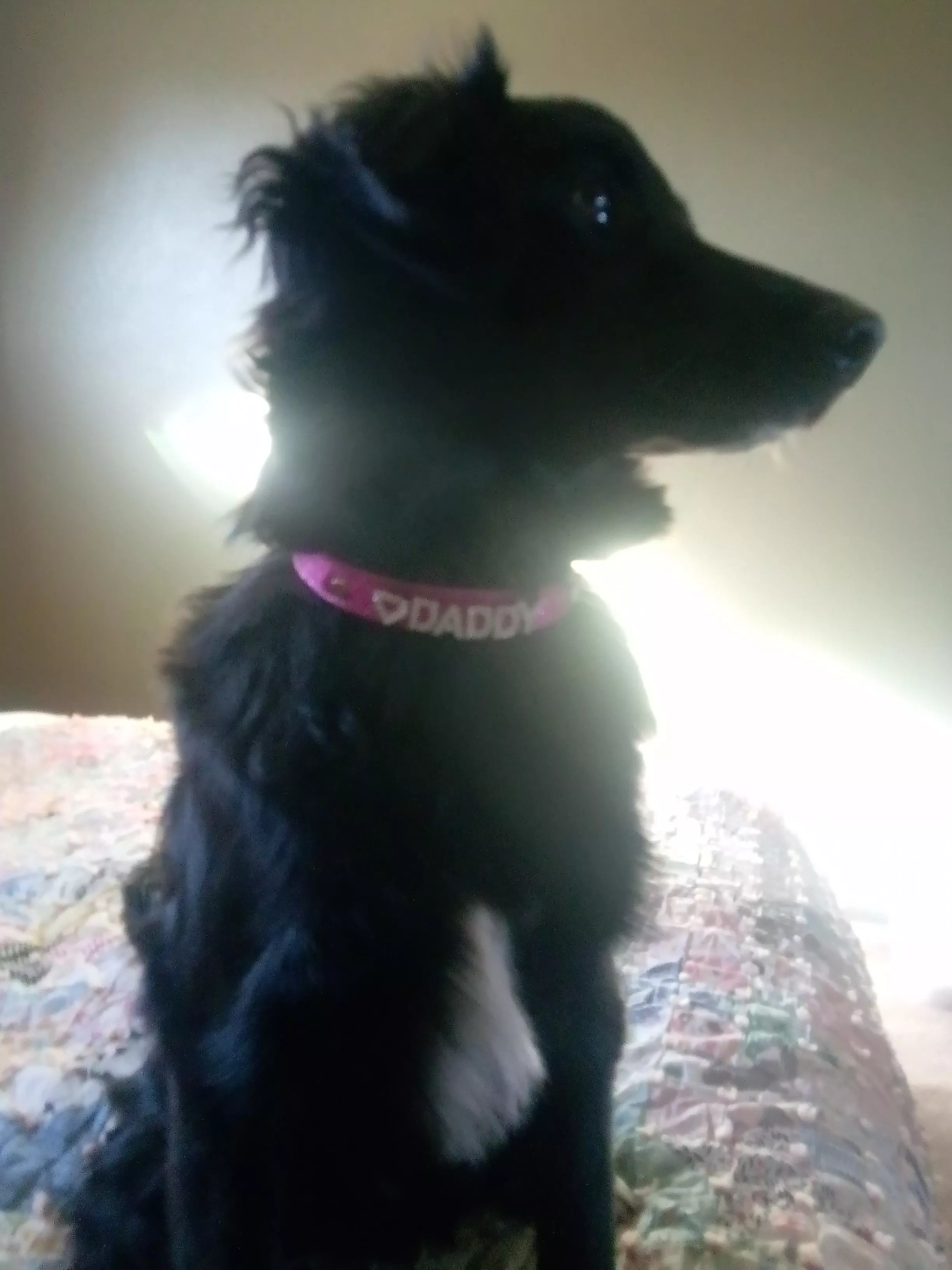 My pup chewed through her collar. She needed a walk and we hadn't gotten her a new one....🤷‍♀️ posted by luluvh