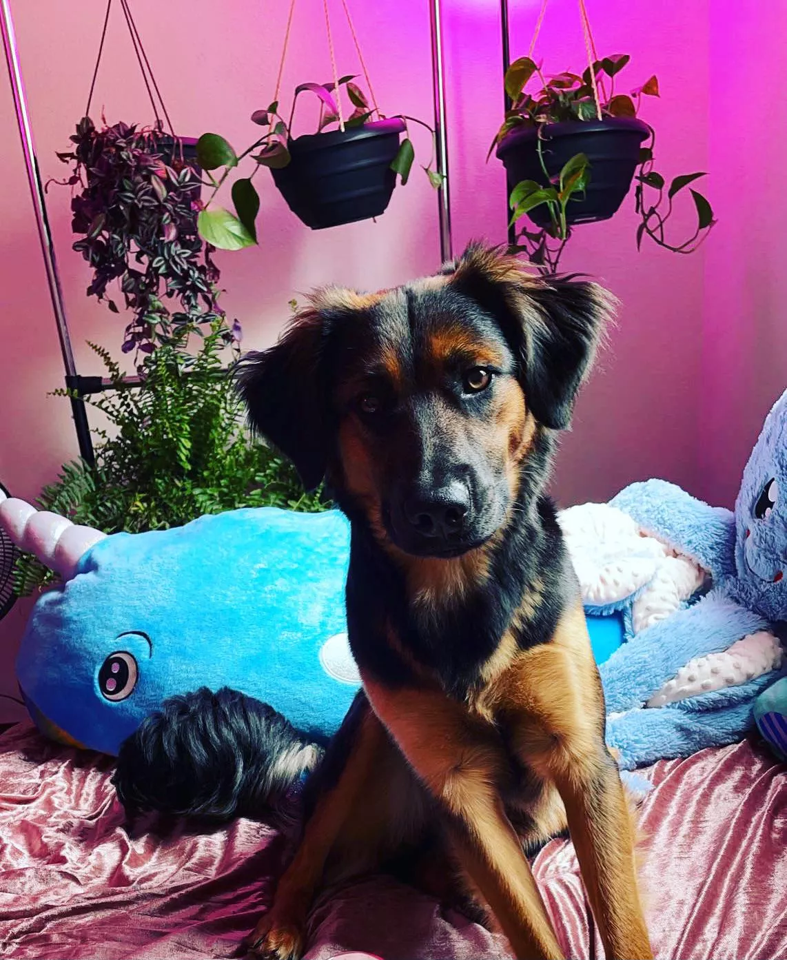 Napoleon is almost as big as my narwhal now☺️ posted by littleprincesslucy