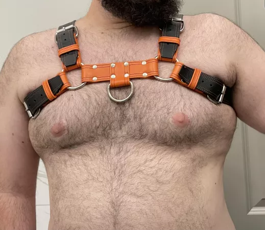 New harness has me feeling good by Dalanber