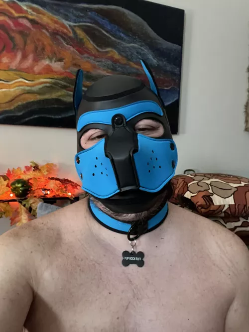 New hood and was collared on my birthday by Ok-Potential-1014