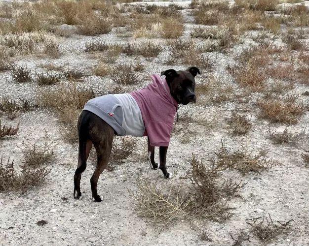 New hoodie for autumn by glumgrrrl