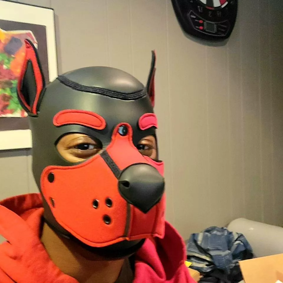 New pup in town posted by hammerbro96