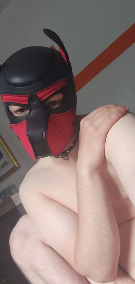 New Pup looking for head pats by Pup_Zircon