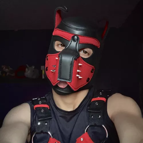 Newish to the 🐶 scene. Looking forward to meeting other pups by PuppyDrewsif