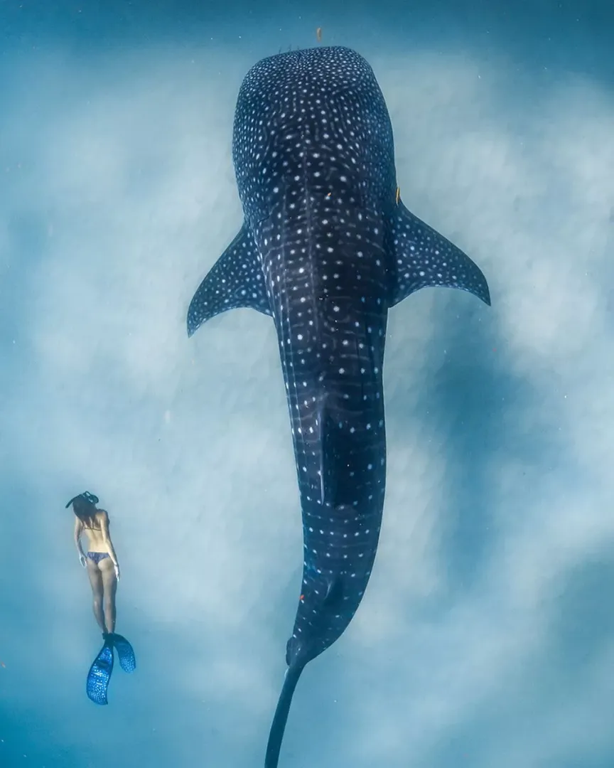 Next to a whale shark posted by bikinireef
