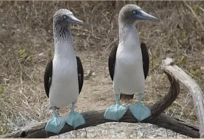 Nice pair of boobies am I right gentle men? by hossam281