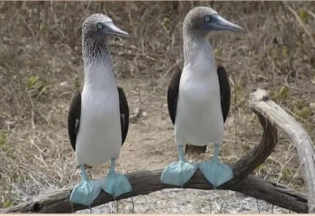 Nice pair of boobies am I right gentle men? posted by hossam281