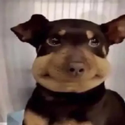 nigger balls by TensionVivid1620