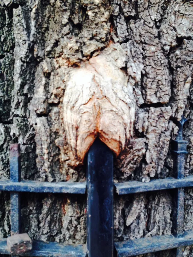 NSFW Tree posted by MediumExpectations