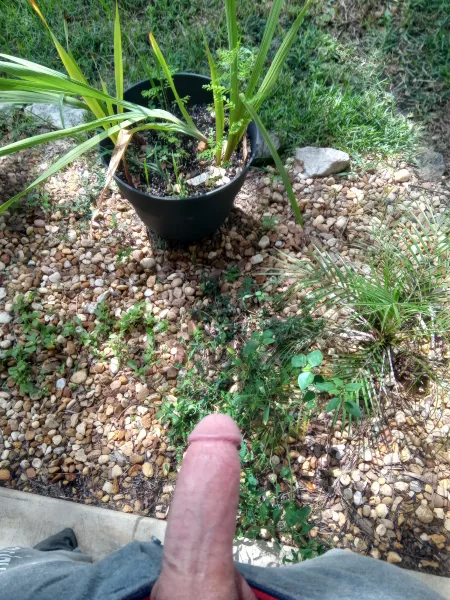 On a scale of one to ten, how would you rate my plants😉😉😉 by DownhillSlime69420