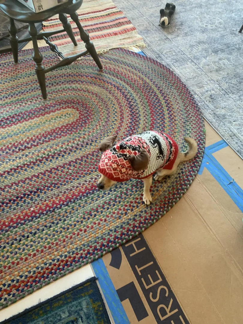 Our Chihuahua is trying on his hand-me-down Christmas sweeter for the first time! 😂 We think he’s ecstatic about this early gift! posted by Different-Ad1976