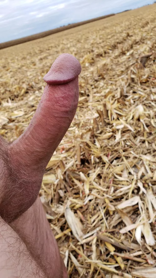 Outstanding in the field. by seeknaynmad