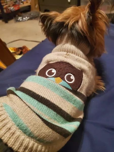 Owl sweater by BearCatcher23