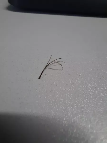 Pain in my jaw line while on a zoom call - pulled this sucker out by br377