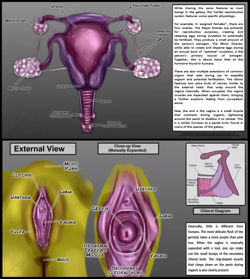 Part I of My Concept for what the Twi'ek Reproductive System might be like [@LjPynn] by LJ_Pynn