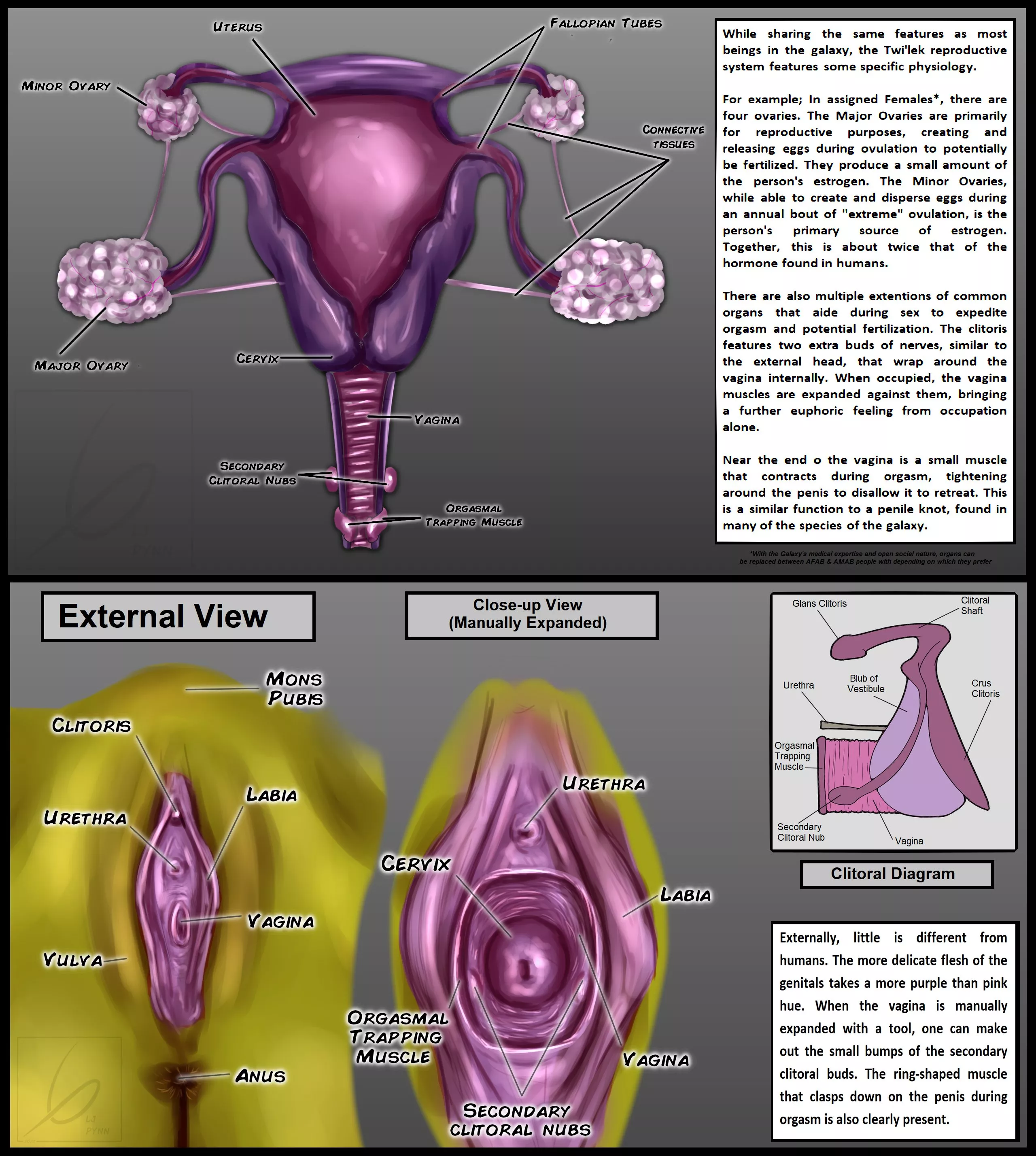 Part I of My Concept for what the Twi'ek Reproductive System might be like [@LjPynn] posted by LJ_Pynn