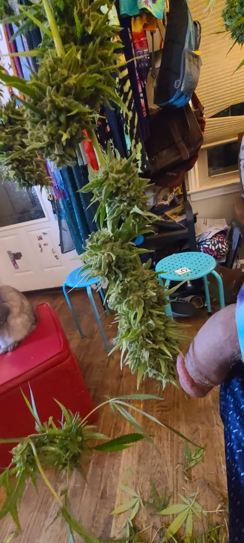 Penis [m] for scale by stsixtus420