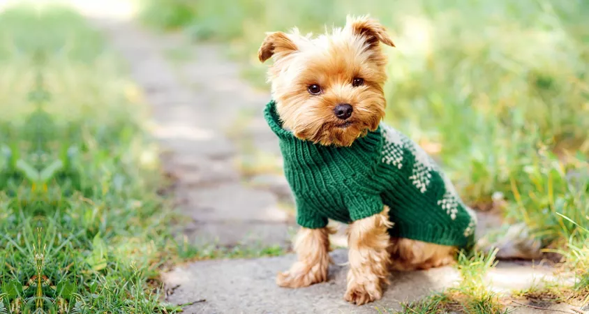 Perfect sweater? by DoggieToysDeals