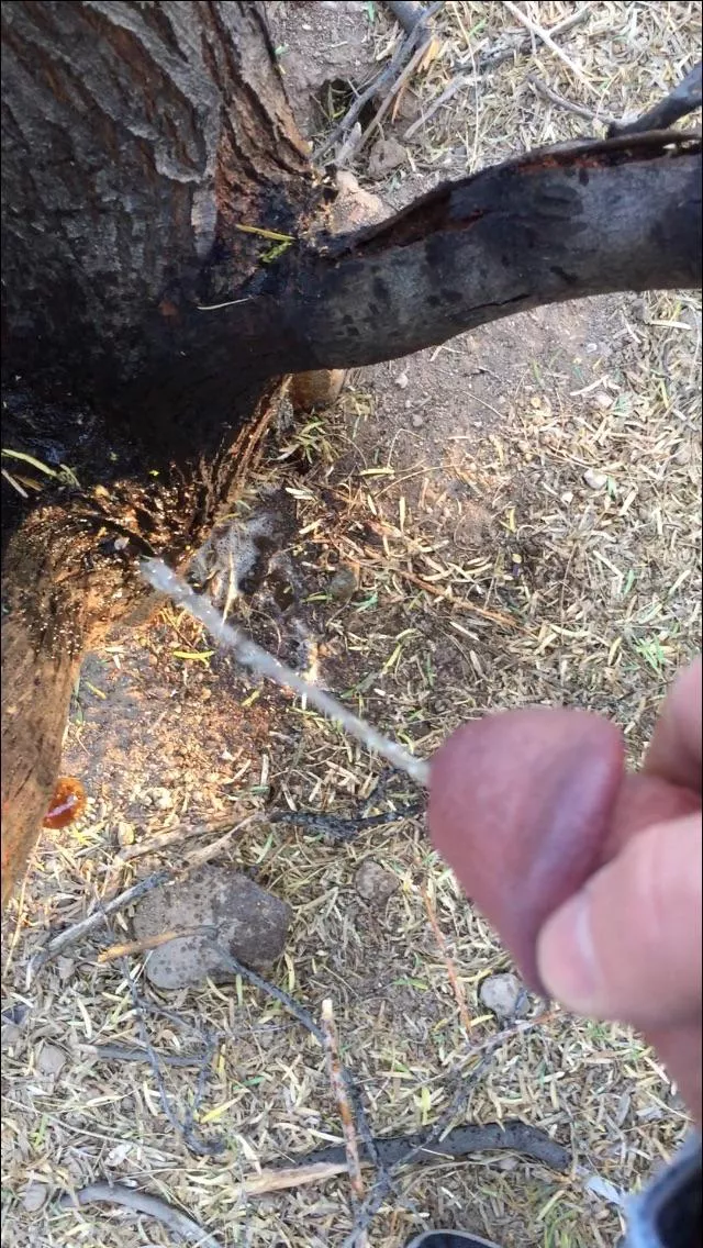 Piss at the park posted by Impressive_Position